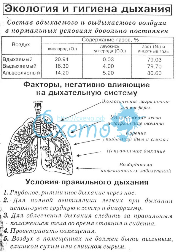 Кислород вдыхаемый воздух выдыхаемый воздух. Таблица по органам дыхательной системы. Схема вдоха и выдоха легких человека. Объемы дыхания схема. Схема легочного дыхания.