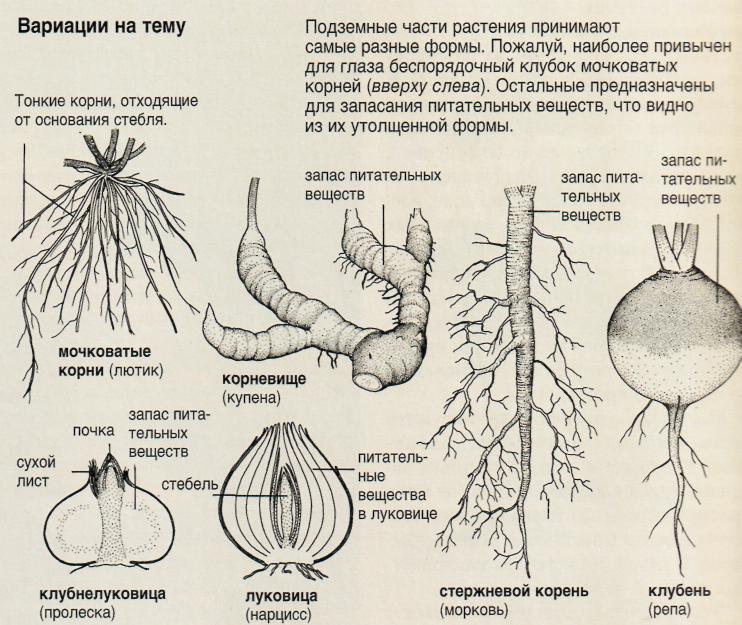 Род корневых будет жить 9 читать. Форма корневища. Строение корня свеклы. Корни растений.