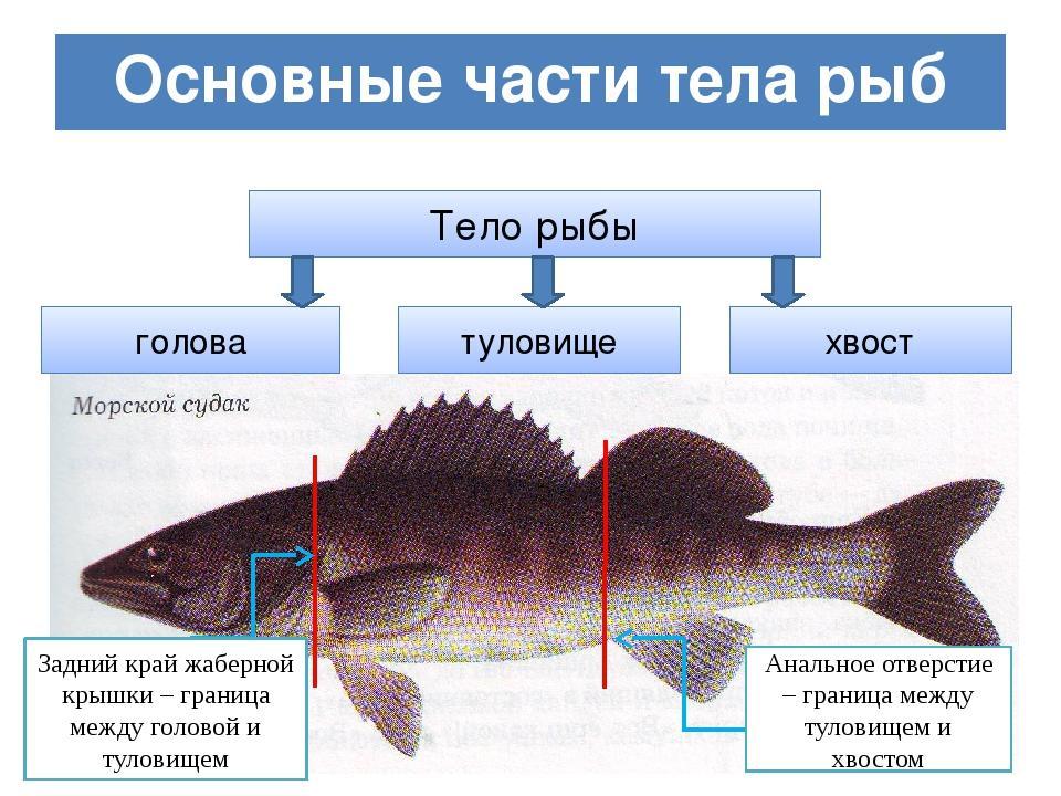 Какие отделы тела имеет рыба. Границы головы туловища и хвоста у рыбы. Отделы тела рыбы. Внешнее строение рыбы. Строение рыбы отделы.