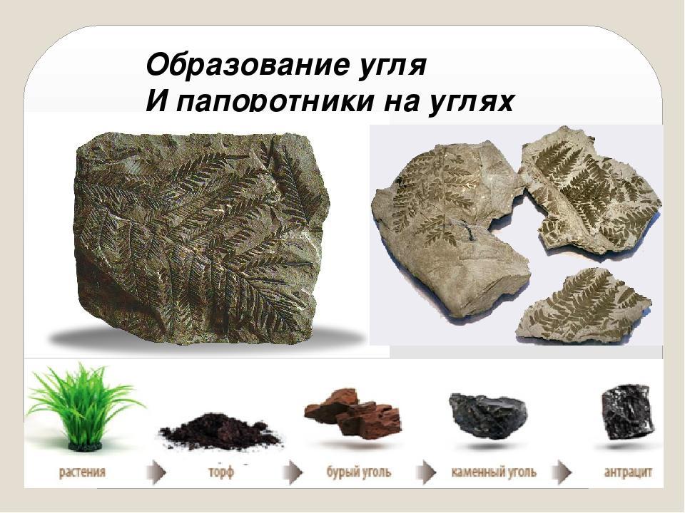 Формирование залежей каменного угля возникновение первых рептилий