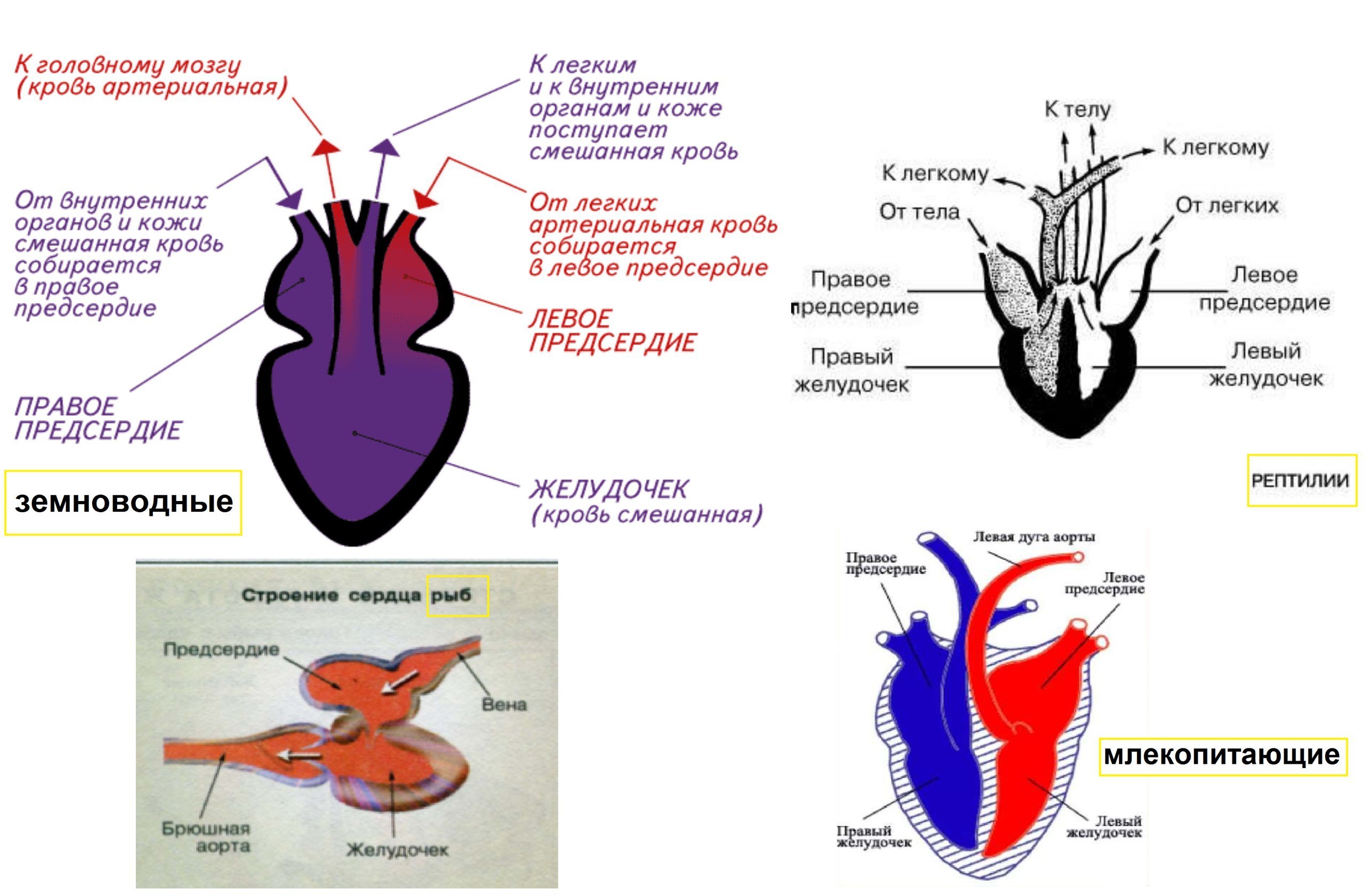 Камеры сердца у рептилий. Строение кровеносной системы амфибий схема. Схема строения кровеносной системы земноводных. Схема строения кровеносной системы позвоночных. Схема строения сердца амфибий.