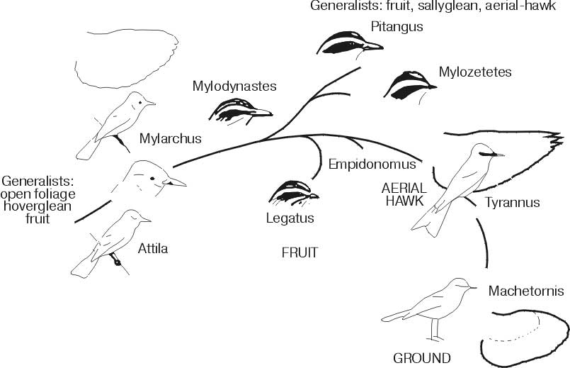 Звуки птицы тутор. Схема птицы. Эволюция птиц. Происхождение птиц схема. Ветвь эволюции птиц.