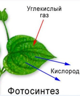 Какой орган растения выполняет функцию фотосинтеза. Схема фотосинтеза у растений. Образование органических веществ в листьях. Каково значение фотосинтеза в жизни живых организмов. Схема фотосинтеза 6 класс биология рисунок.