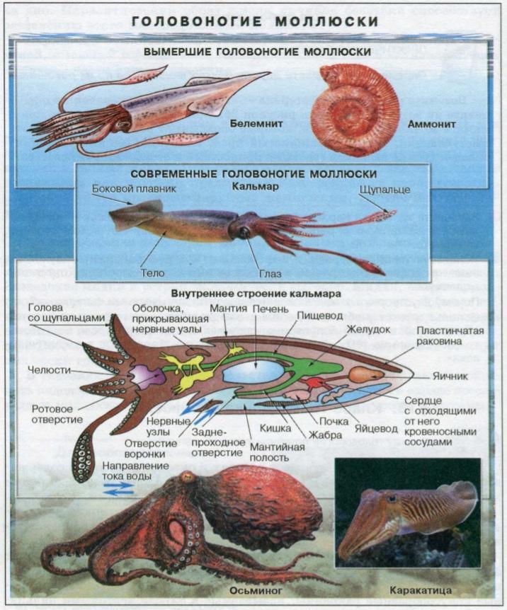Каракатица организм. Класс головоногие внутреннее строение. Внутреннее строение головоногих моллюсков кальмар. Строение ноги головоногих моллюсков. Класс головоногие строение тела кальмара.