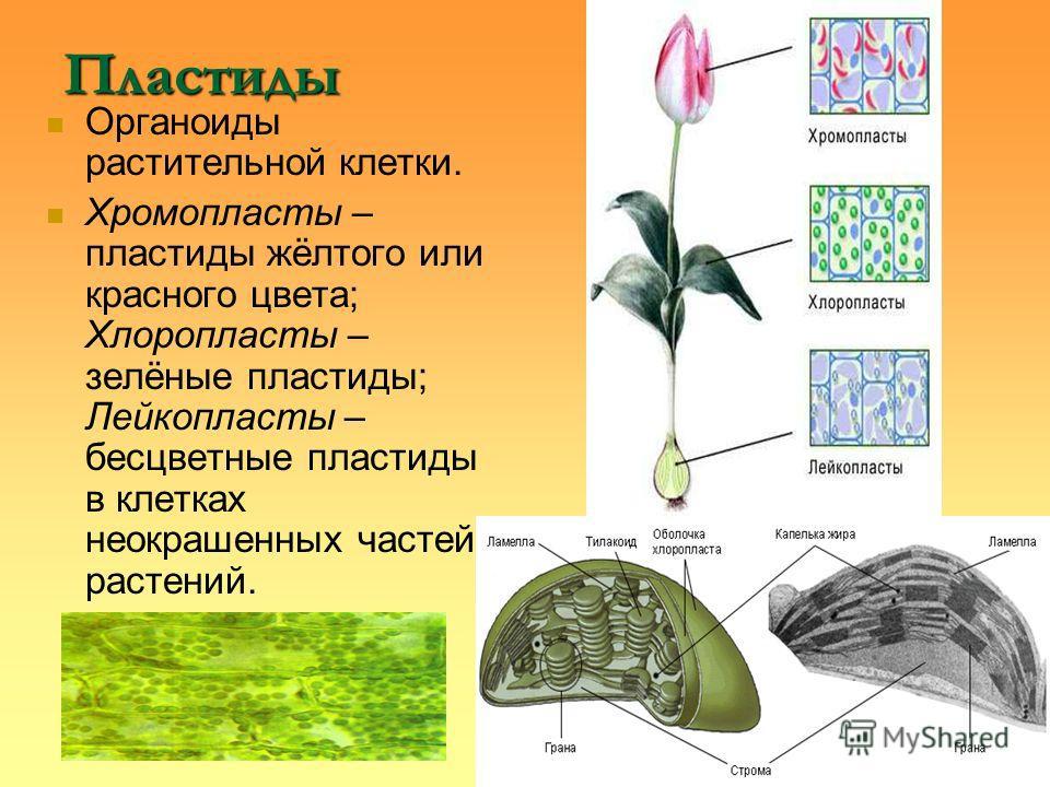 В клетках растений днем происходит. Пластиды хлоропласты лейкопласты. Пластиды растительной клетки. Хлоропласты хромопласты лейкопласты. Пластиды растительной клетки хромопласты.