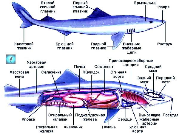 Мозг хрящевых рыб. Внутренне строение хрящевых рыб. Внешнее строение хрящевых рыб. Внутреннее строение хрящевых и костных рыб. Хрящевые рыбы строение.