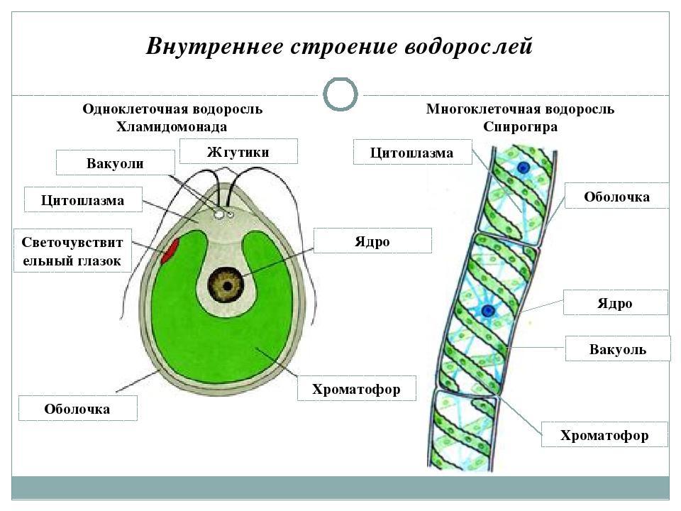 Появление одноклеточных водорослей. Водоросли строение водорослей хламидомонада. Водоросли строение многоклеточных зеленых водорослей. Многоклеточные водоросли строение клетки. Строение многоклеточных зеленых водорослей.