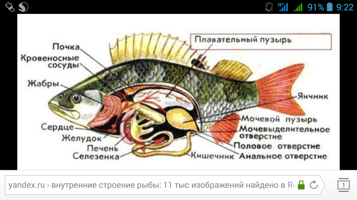 Внутреннее строение карася. Внутреннее строение костной рыбы самка окуня. Внутреннее строение костистой рыбы окуня. Внутреннее строение костной рыбы рисунок. Внешнее и внутреннее строение костных рыб.