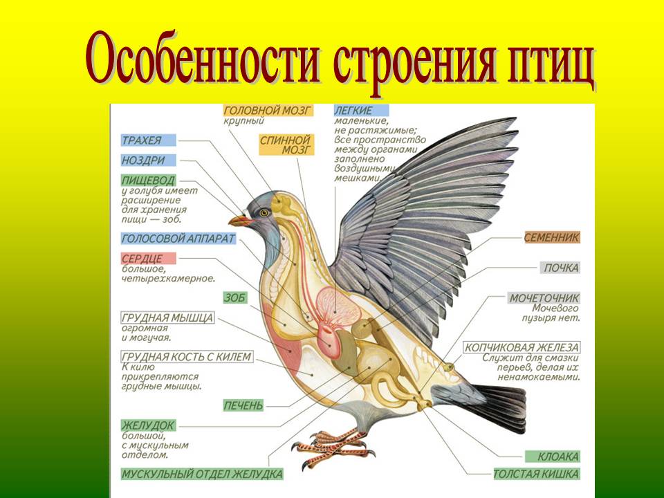 Глаза у птиц особенности. Функции систем внутреннего строения птиц. Особенности внешнего и внутреннего строения птиц 7 класс. Системы органов и особенности строения птиц. Внешнее строение птиц биология таблица.