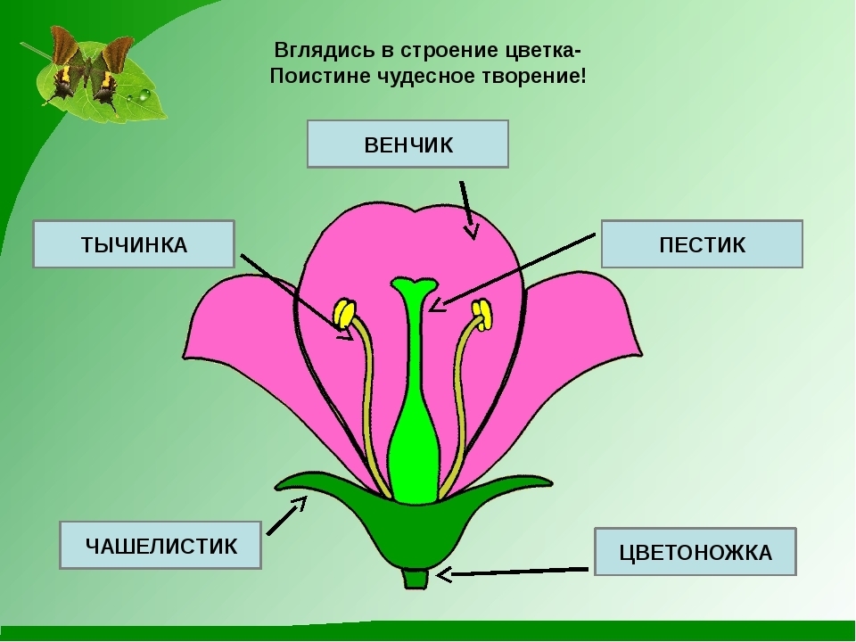 Мужской и женский органы цветка. Строение растения тычинка пестик. Схема растения тычинки пестики. Схема строения цветка пестик. Пестик венчик тычинка околоцветник.