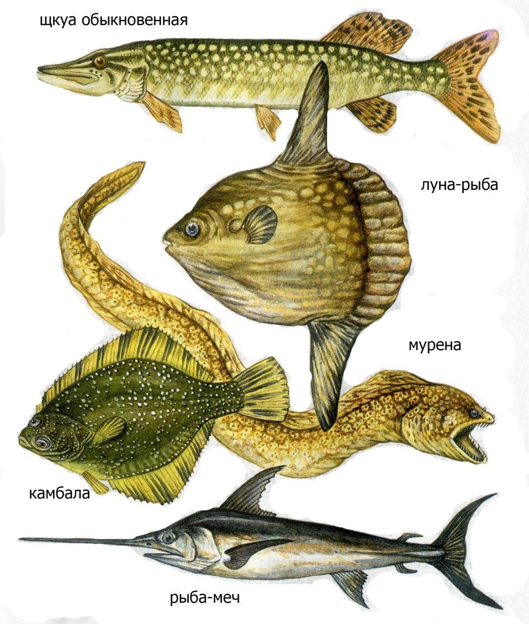 3 примера костных рыб. Лучеперые костистые рыбы. Форма тела рыб. Форма тела щуки. Рыбы разной формы.