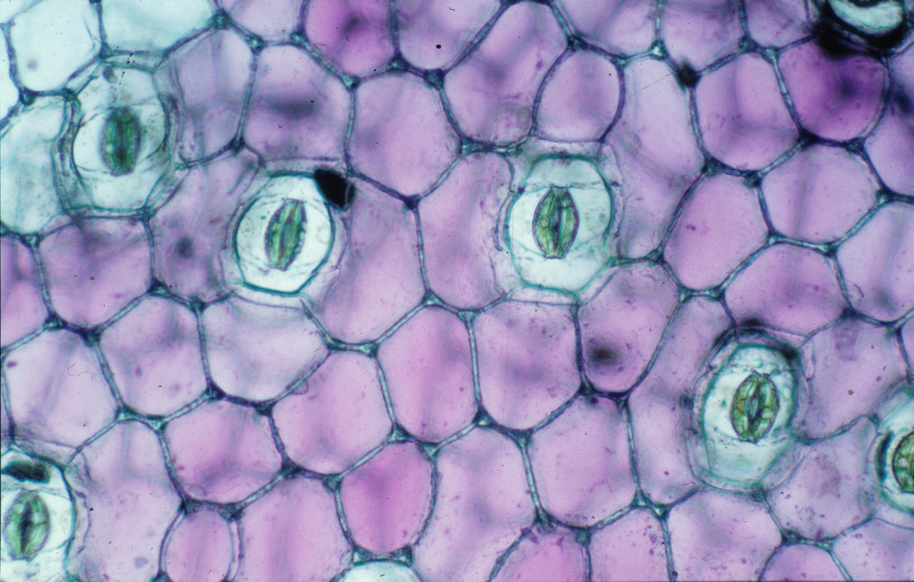 Устьица листа под микроскопом