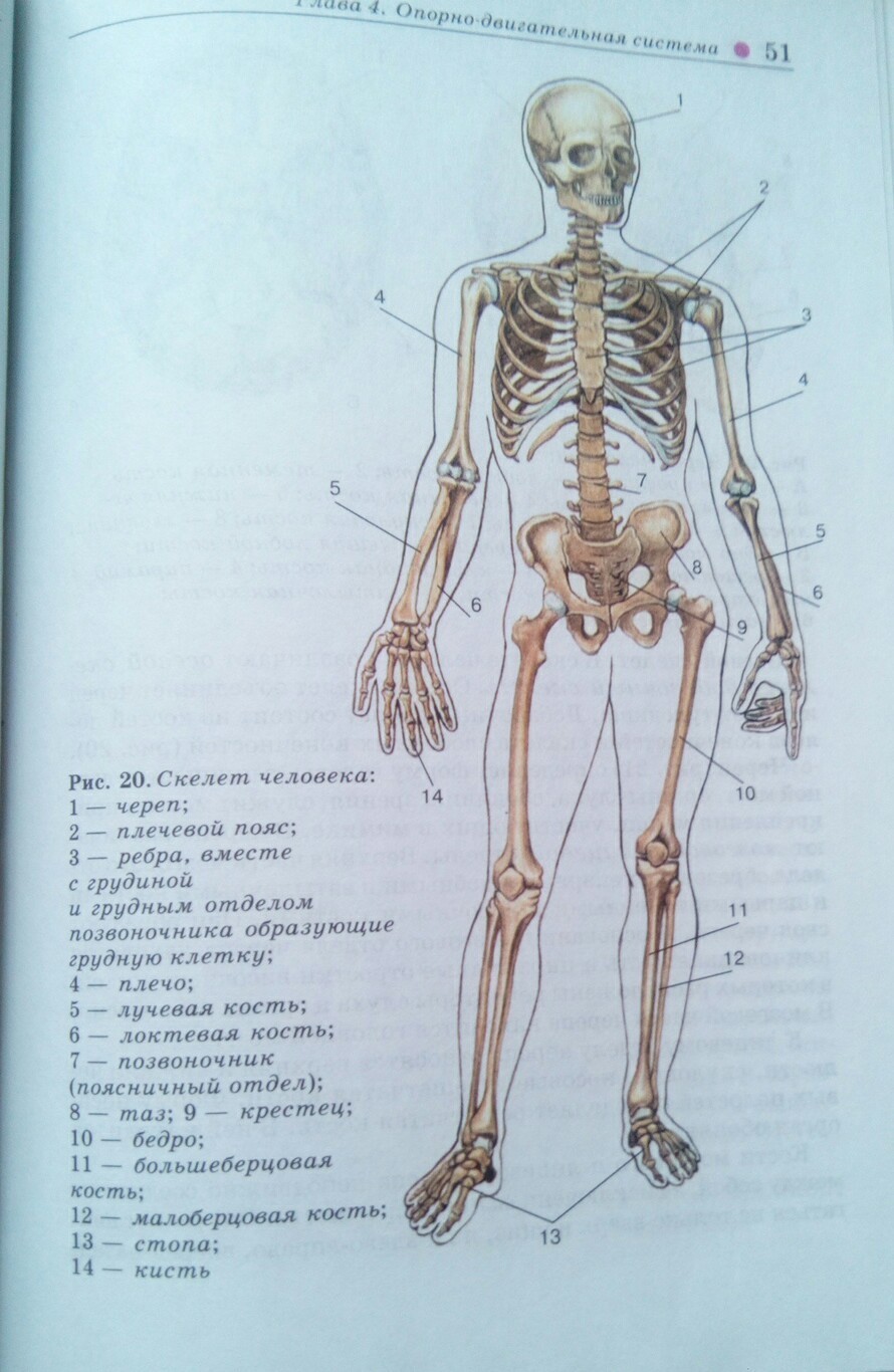 Подпишите названия костей скелета. Скелет человека спереди и сбоку. Рис 13 скелет человека спереди. Строение скелета человека сбоку. Человек биология строение скелета.