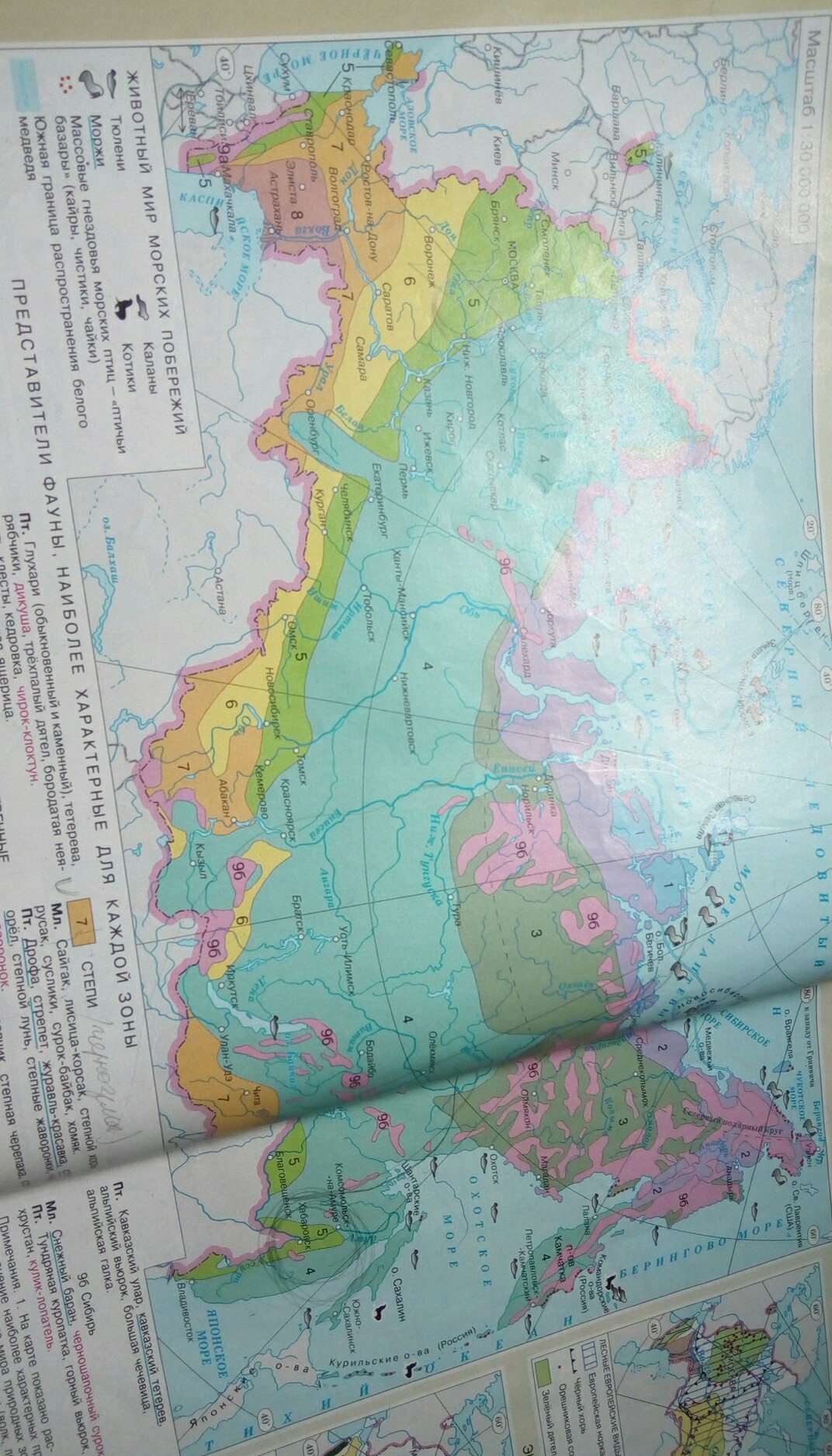 Какой природной зоны нет на европейском юге. Зоны европейского Юга. Природные зоны европейского Юга. Карта природных зон европейского Юга России. Природные зоны Европы Юг России.