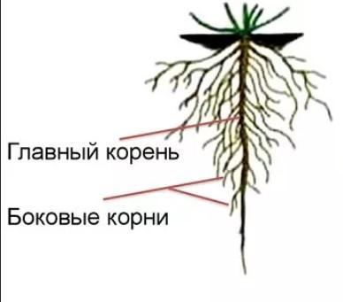 Боковые корни у растений. Боковые корни. Придаточные корни и боковые корни. Корневая система хвойных растений. Тип корневой системы рожь.
