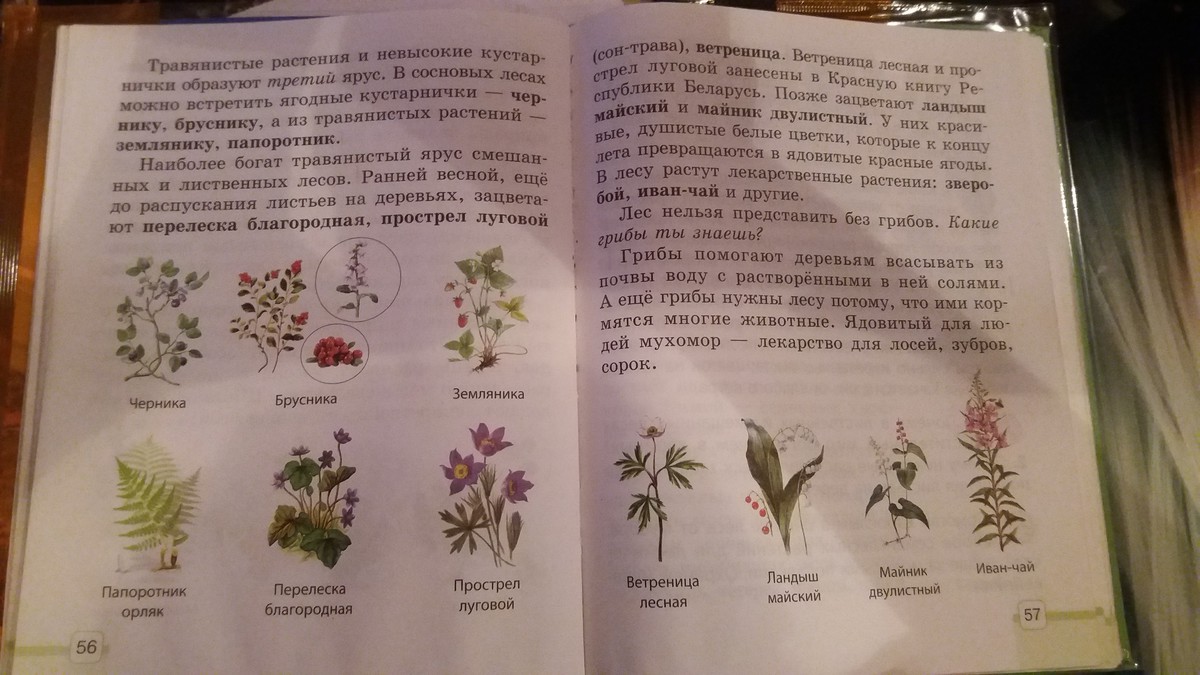 Определитель видов по фото растений