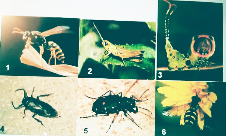 Тля относится к насекомым. Насекомые на чеченском. Представленное на фотографии насекомое относится к отряду. К какому отряду относится данное насекомое?. К какому отряду насекомых принадлежит животное на фото? ￼.