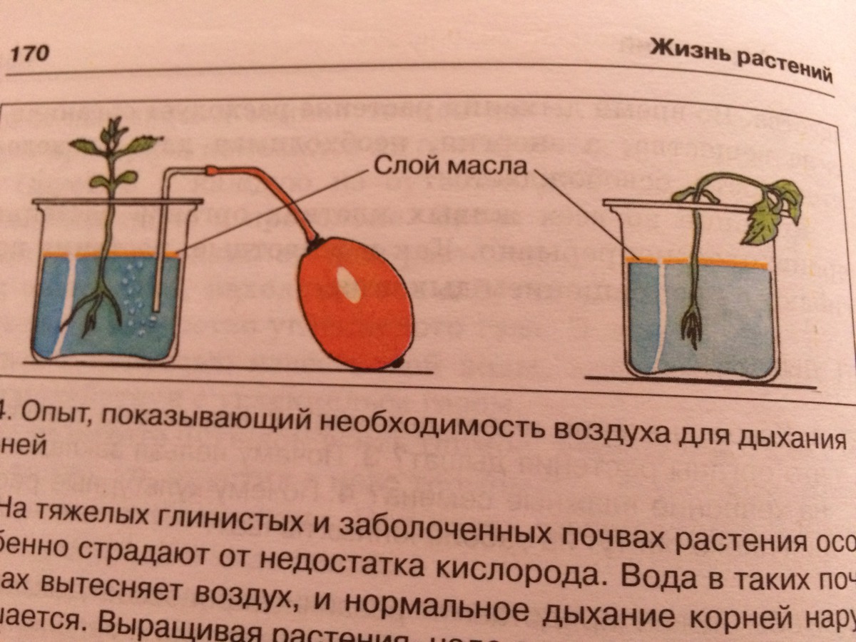 Объясните почему растение во 2 стакане завяло. Опыты с растениями. Опыт дыхание растений. Опыт доказывающий дыхание растений. Опыты с корнями растений.