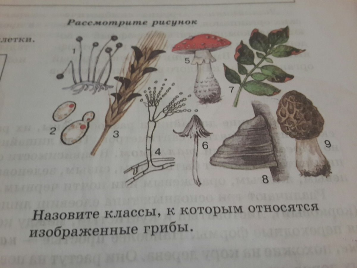 Как называется данная группа грибов. Назови грибы изображенные на рисунке. Назовите классы к которым относятся изображенные грибы. Рассмотри грибы, назови их. Назовите изображенные грибы..