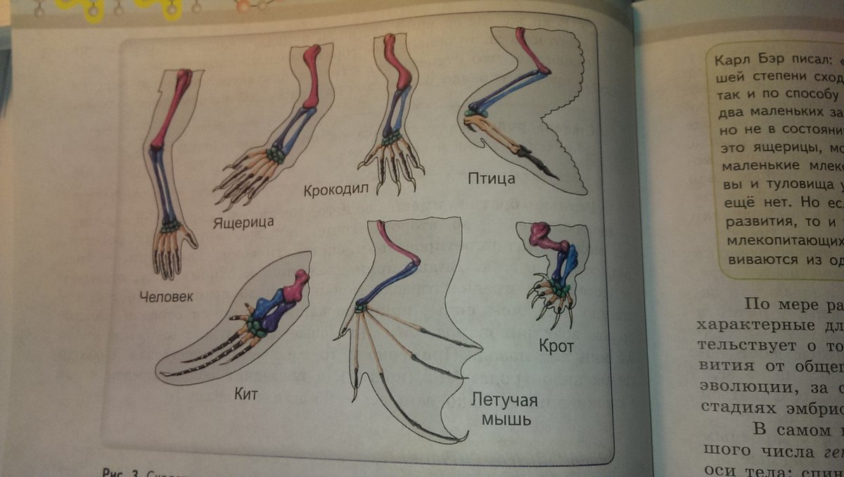 Используя рисунок предположите сколько было пальцев на передней конечности у последнего общего предка рептилий птиц и млекопитающих?