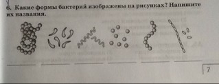 Какие формы бактерий изображены на рисунках?