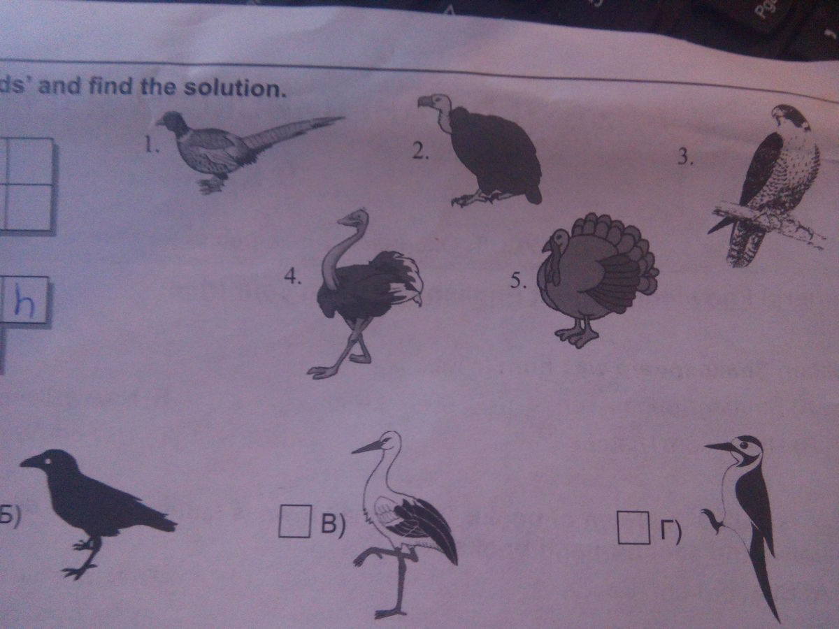 Тест птицы 8 класс с ответами. Рассмотри рисунок птиц изображено на рисунке. Какая птица изображена на рисунке. Как схематически изобразить птицу. Тест что вы за птица.