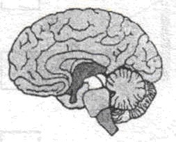 11. Установіть відповідність між відділами головного мозку та функціями, які вони виконують?
