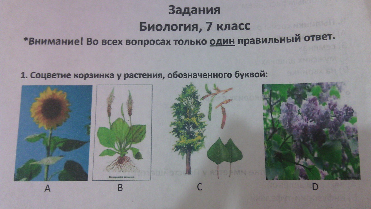 Тест цветок соцветие 6 класс биология. Соцветия 6 класс биология. Репродуктивные части имеют цветки обозначенные на рисунке буквами. Репродуктивные части имеют цветки. Соцветия задания.