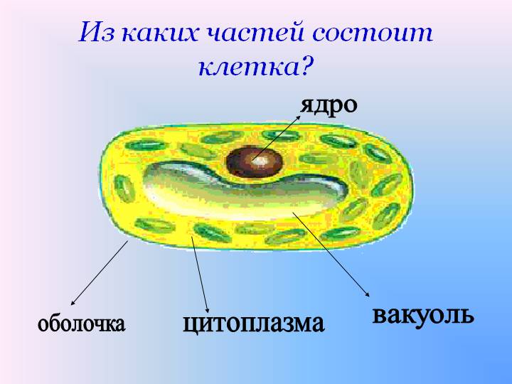 Помогите сделать кроссворд по биологии по теме "клетка" нужно в основном все из чего состоит клетка : Ядро, оболочка, цитоплазма, вакуоль, ядрышко, оболочка ядра?