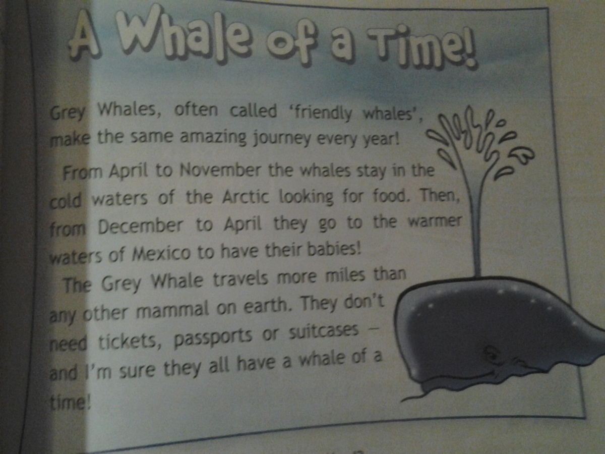 Френдли перевод. Grey Whales often Called friendly Whales make the same amazing Journey every year перевод. Grey Whales often Called английский 4 класс. Перевести с английского на русский Grey Whales. Grey Whales often Called friendly Whales make the same amazing Journey every year.