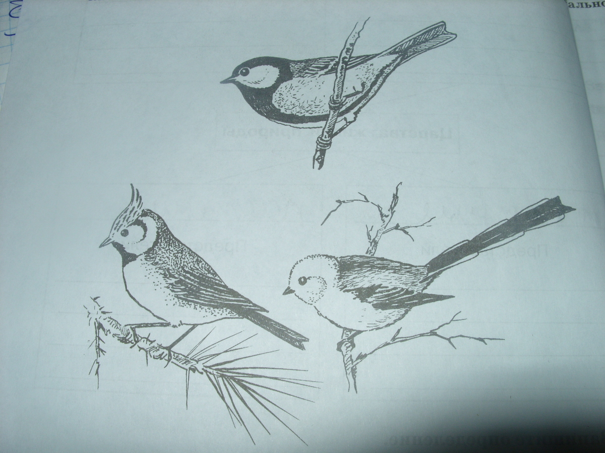 Рисунок птицы 5 класс. Птица рисунок. Зарисовка птицы 6 класс. Рисунок птицы 4 класс.
