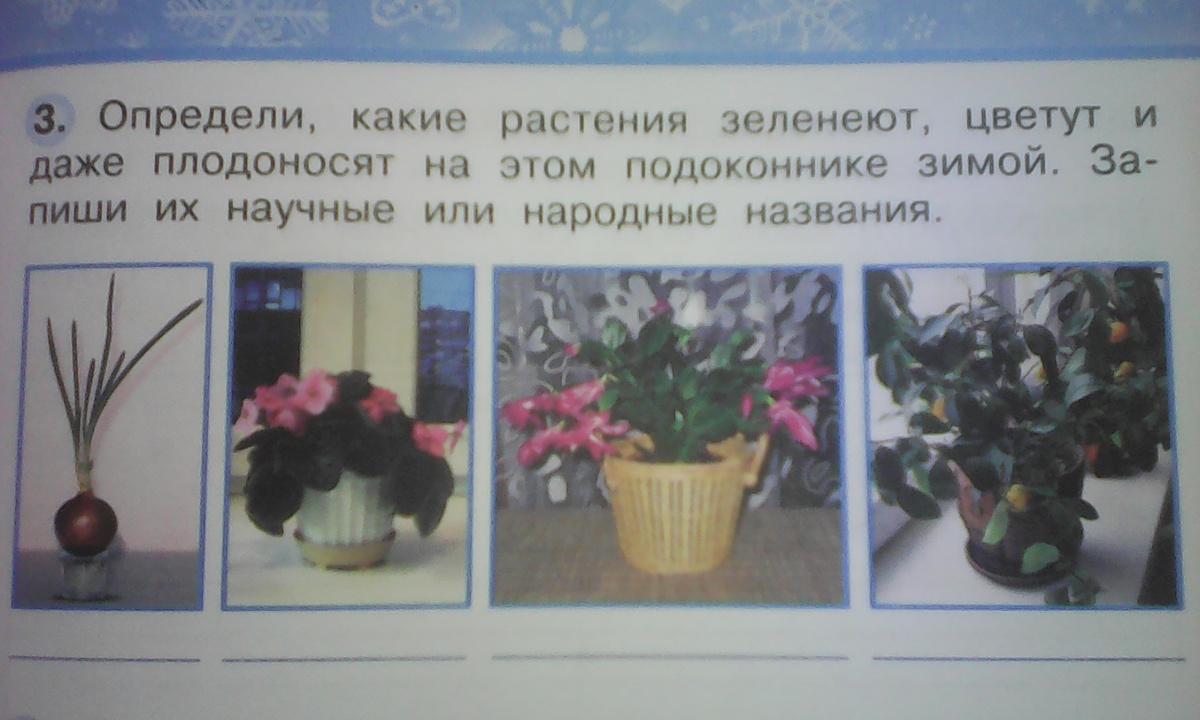 Как отличить цветы. Определи какие растения зеленеют и цветут на подоконнике зимой. Определи какие растения зеленеют и цветут. Определи какие растения зеленеют и цветут на этом подоконнике зимой. Определи какие растения зеленеют и цветут на этом.