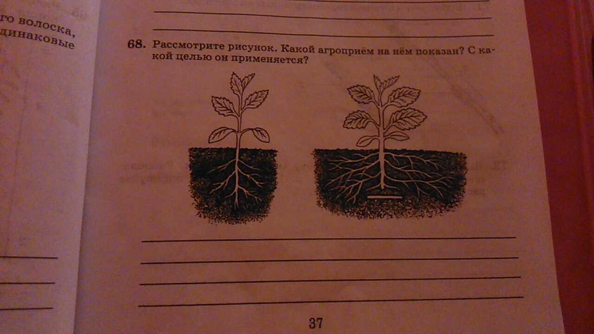 Рассмотрите рисунок 176 в и объясните почему. Агроприемы биология. Какой агроприем изображен на рисунке. Какой агроприем изображен на рисунке с какой целью. Агроприемы биология 9 класс.