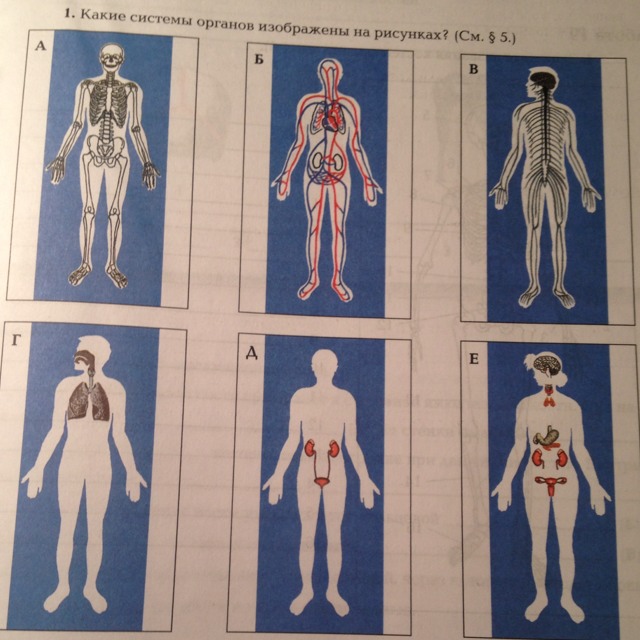 Изображения систем органов человека. Система органов тела человека. Название систем органов человека. Одна система органов человека. Системы органов образуют организм человека.