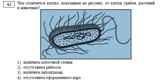 На каком рисунке изображена клетка бактерий. Клетка бактерии рисунок. Клетка грибов и животных. Какой биологический объект изображён на рисунке. Раститеьная грибная и животная клетки.