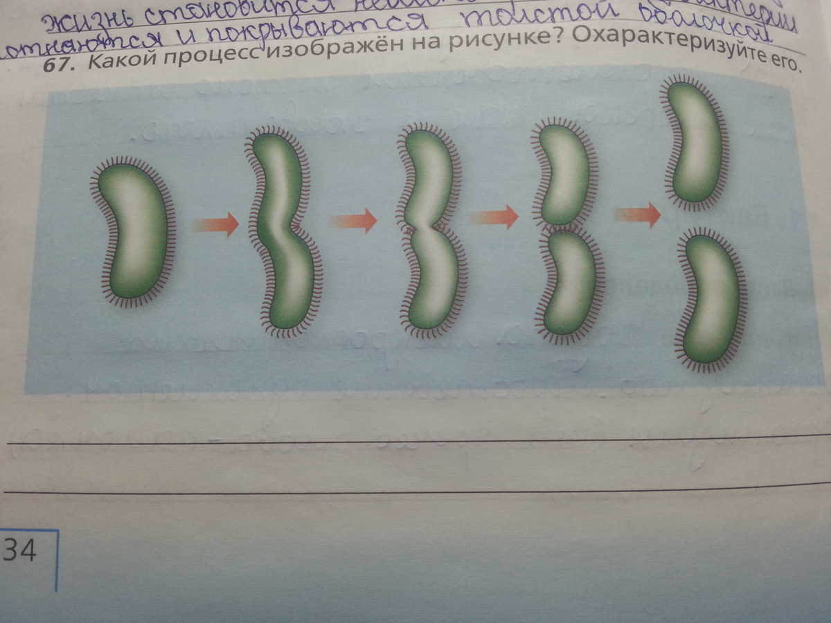 Назовите процесс изображенный на рисунке биология