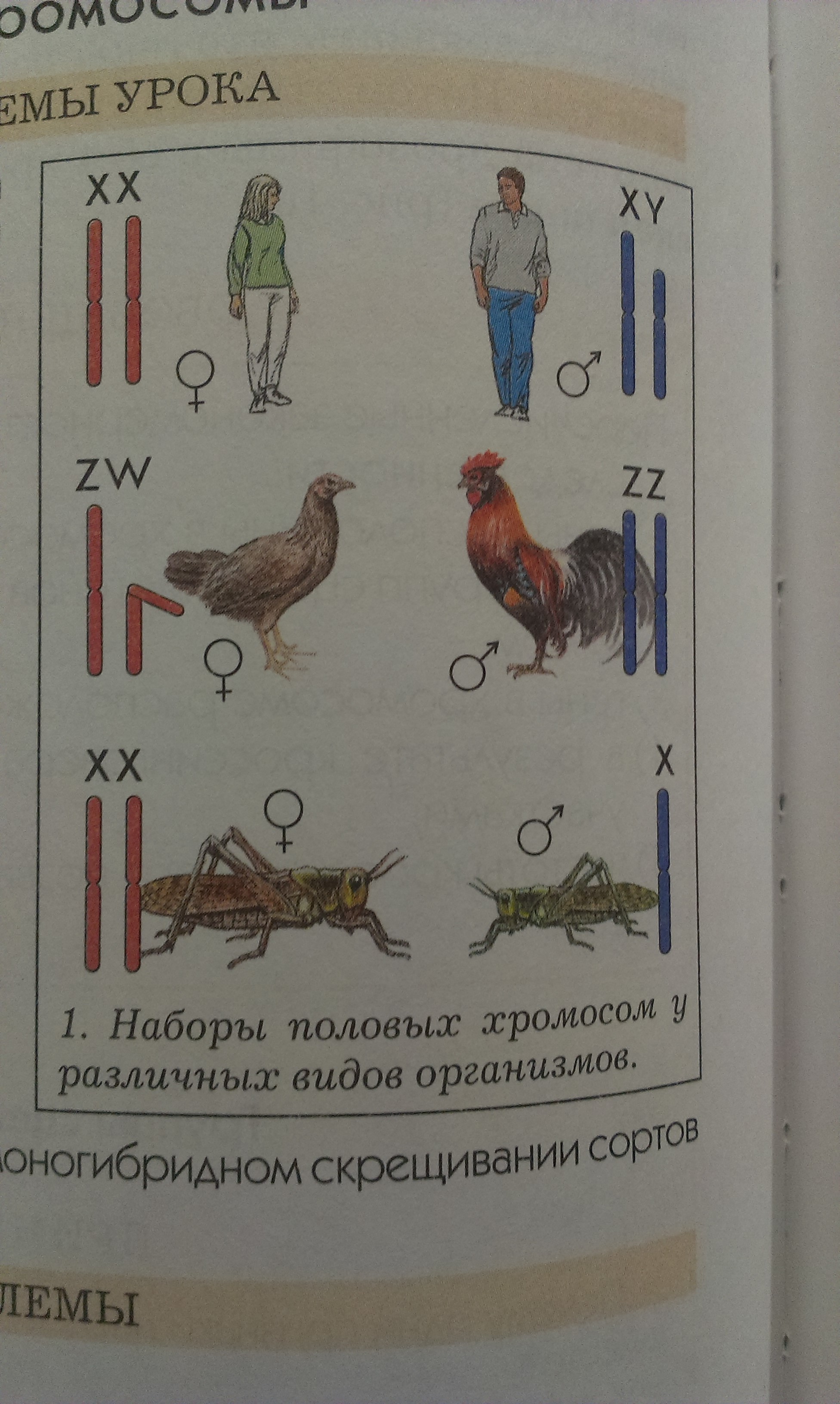 Хромосомы курицы и петуха