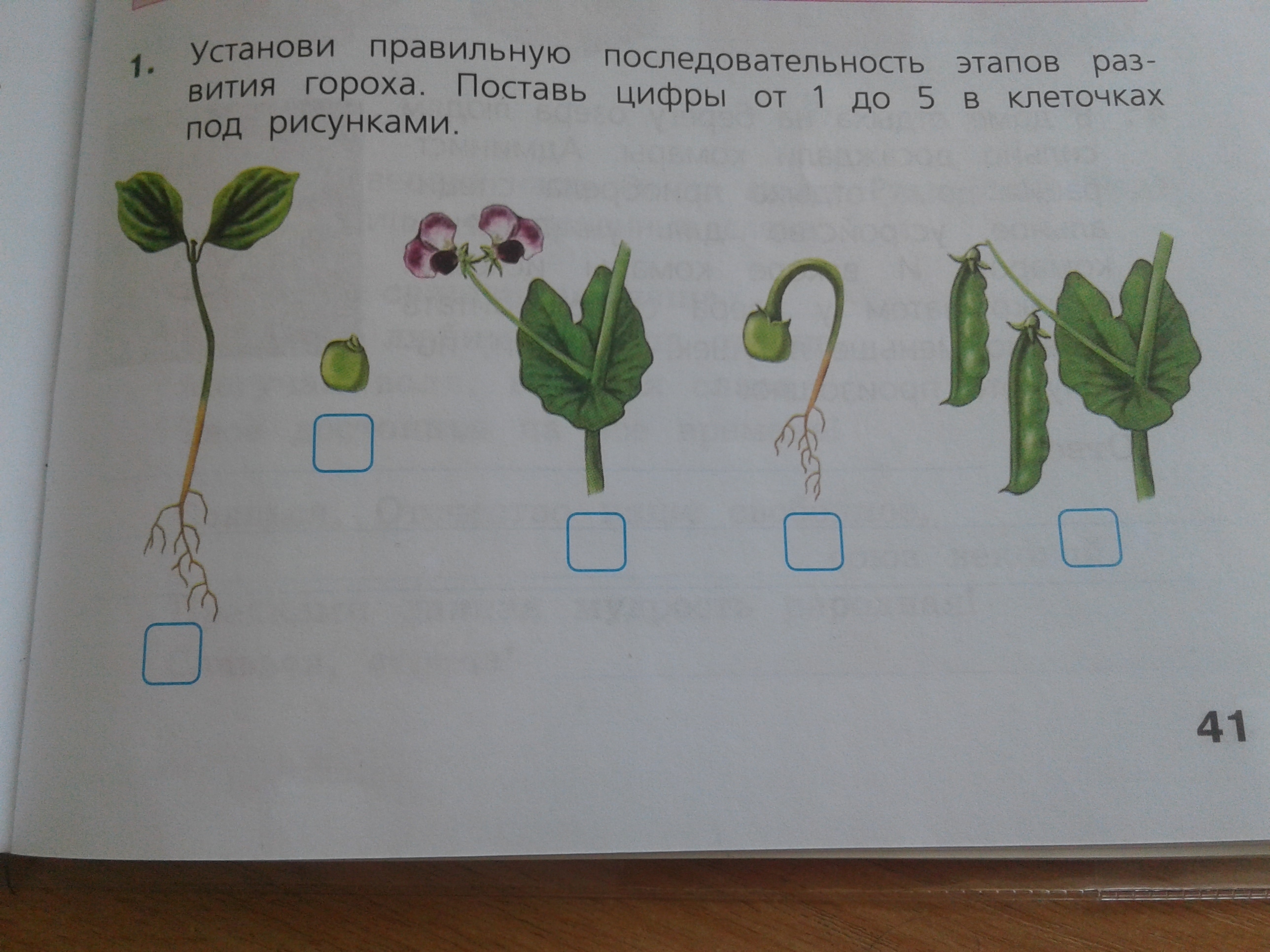 Горох 1 класс. Части гороха 1 класс. Части растения 1 класс. Последовательность развития гороха. Части растения гороха схема.