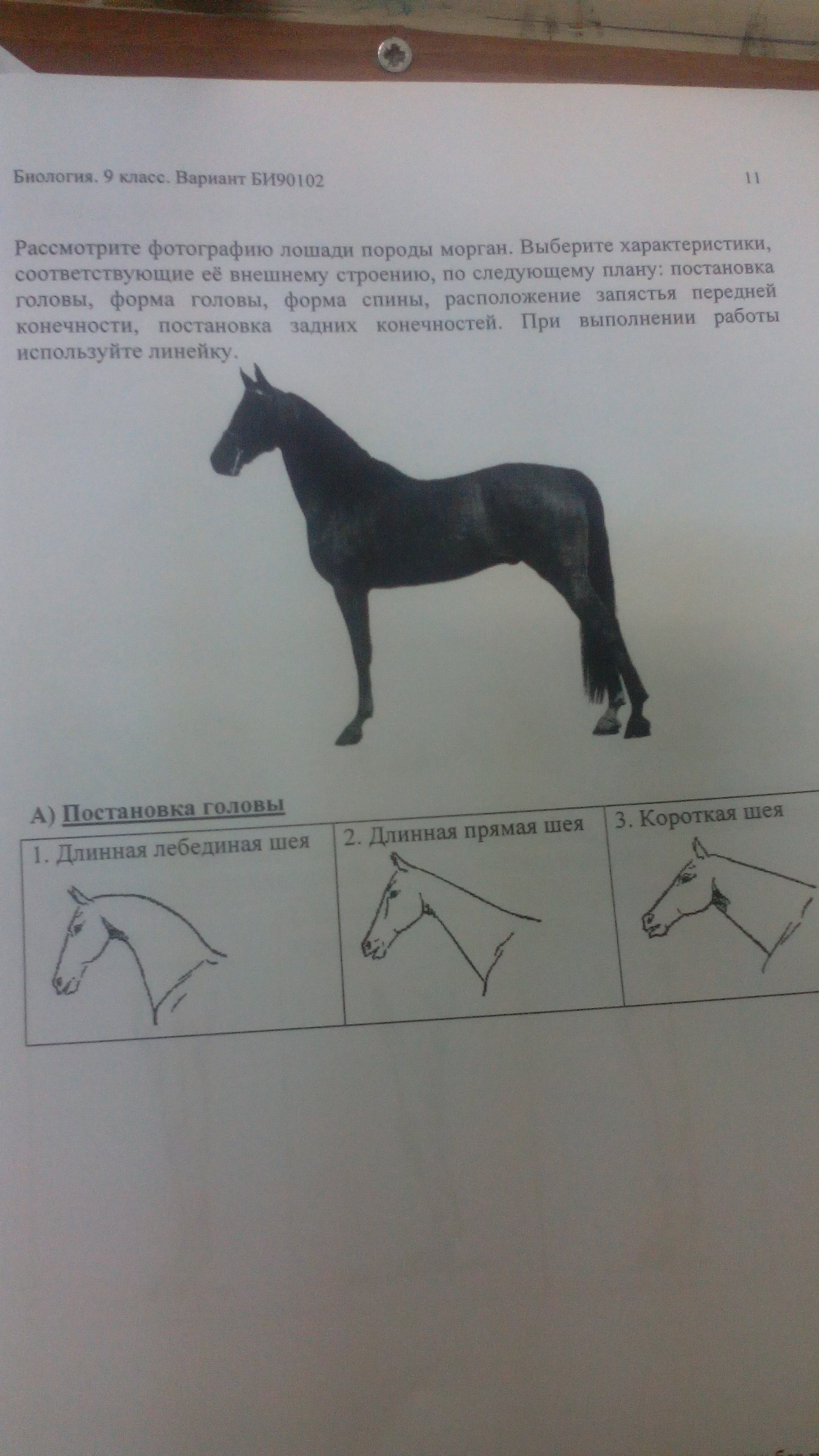 Рассмотрите фотографию лошади
